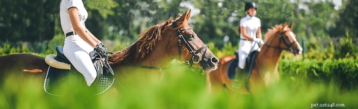 Understanding the Human‑Animal Bond: How Pets Transform Our Lives