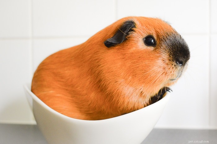 Is Butternut Squash Safe for Guinea Pigs? A Comprehensive Guide