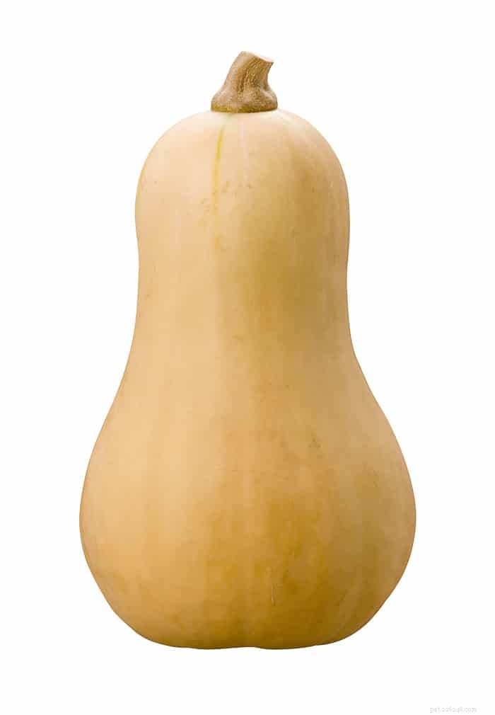 Is Butternut Squash Safe for Guinea Pigs? A Comprehensive Guide