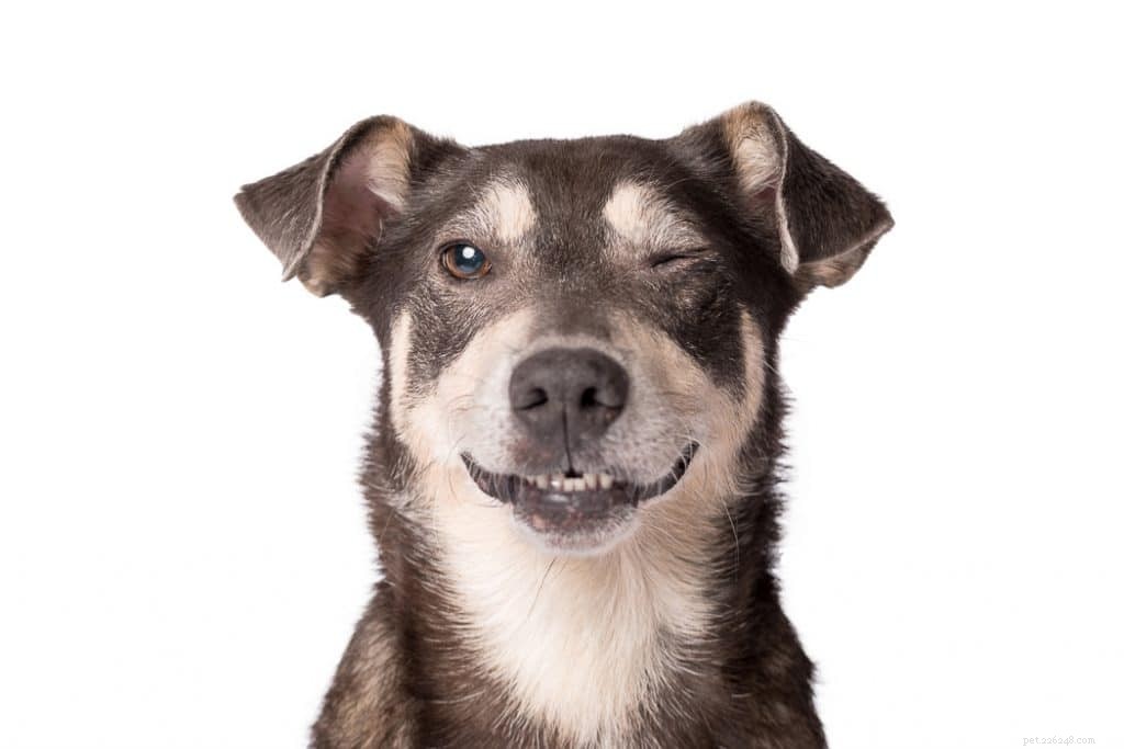 How Dogs Blink: Science & Care Explained