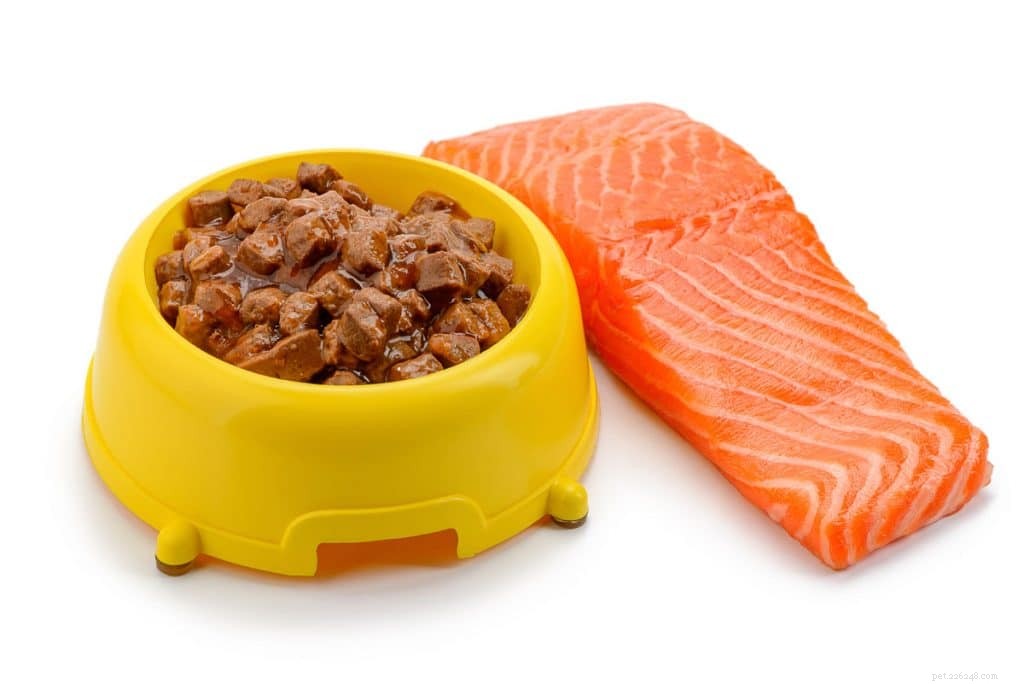 Is Salmon Safe for Dogs? Expert Guidance