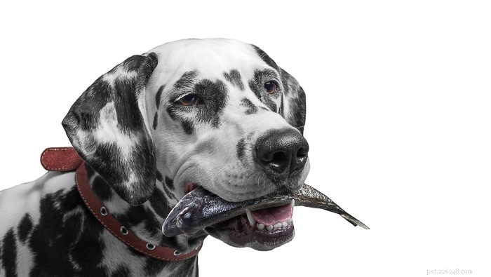 Is Salmon Safe for Dogs? Expert Guidance