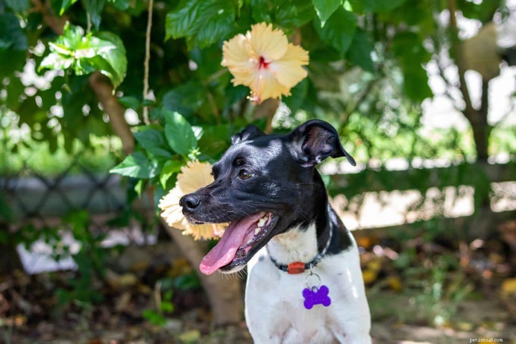 Are Hibiscus Plants Safe for Your Dog? Expert Veterinary Insights