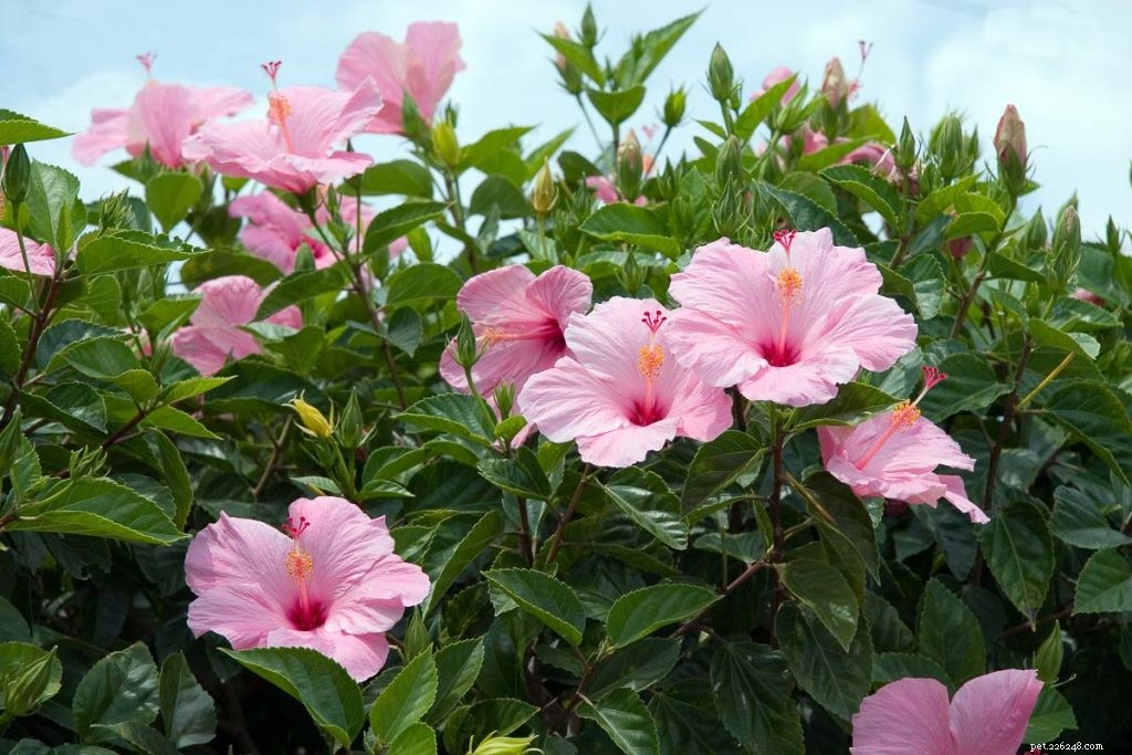Are Hibiscus Plants Safe for Your Dog? Expert Veterinary Insights