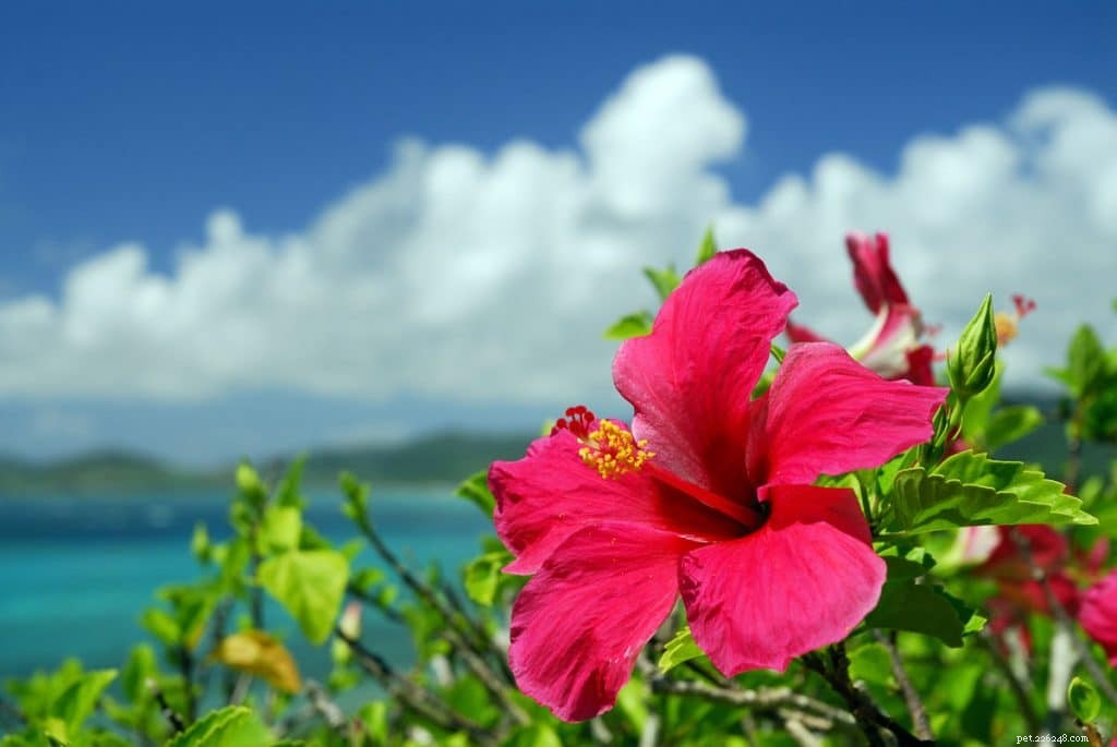 Are Hibiscus Plants Safe for Your Dog? Expert Veterinary Insights