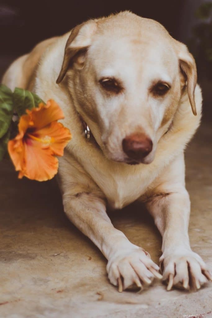 Are Hibiscus Plants Safe for Your Dog? Expert Veterinary Insights