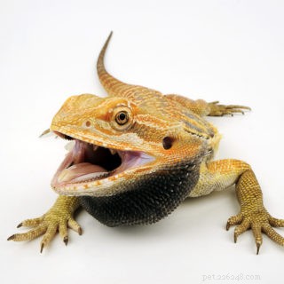 Are Bearded Dragons Safe to Feed Eggs? Health Tips & Feeding Guidelines