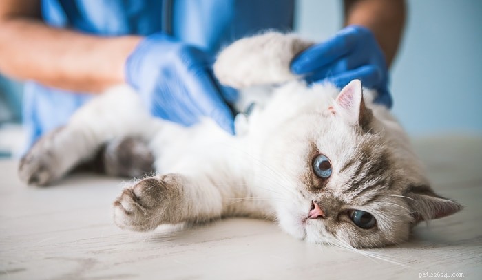 How Long Can a Cat Survive Without Food? Expert Guide