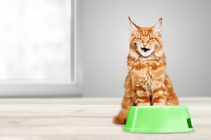 How Long Can a Cat Survive Without Food? Expert Guide