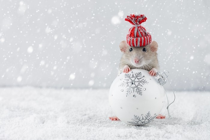 Top Holiday Gifts for Veterinarians & Vet Students: Practical & Thoughtful Ideas
