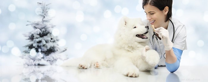 Top Holiday Gifts for Veterinarians & Vet Students: Practical & Thoughtful Ideas