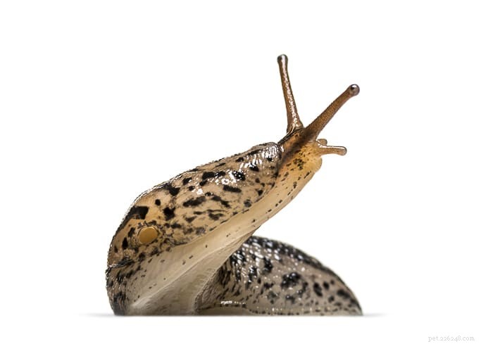 Can Slugs Harm Your Dog? Understanding the Risks & Safety Tips