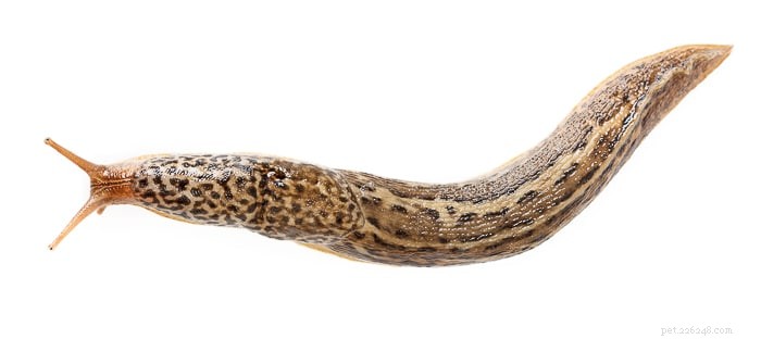 Can Slugs Harm Your Dog? Understanding the Risks & Safety Tips
