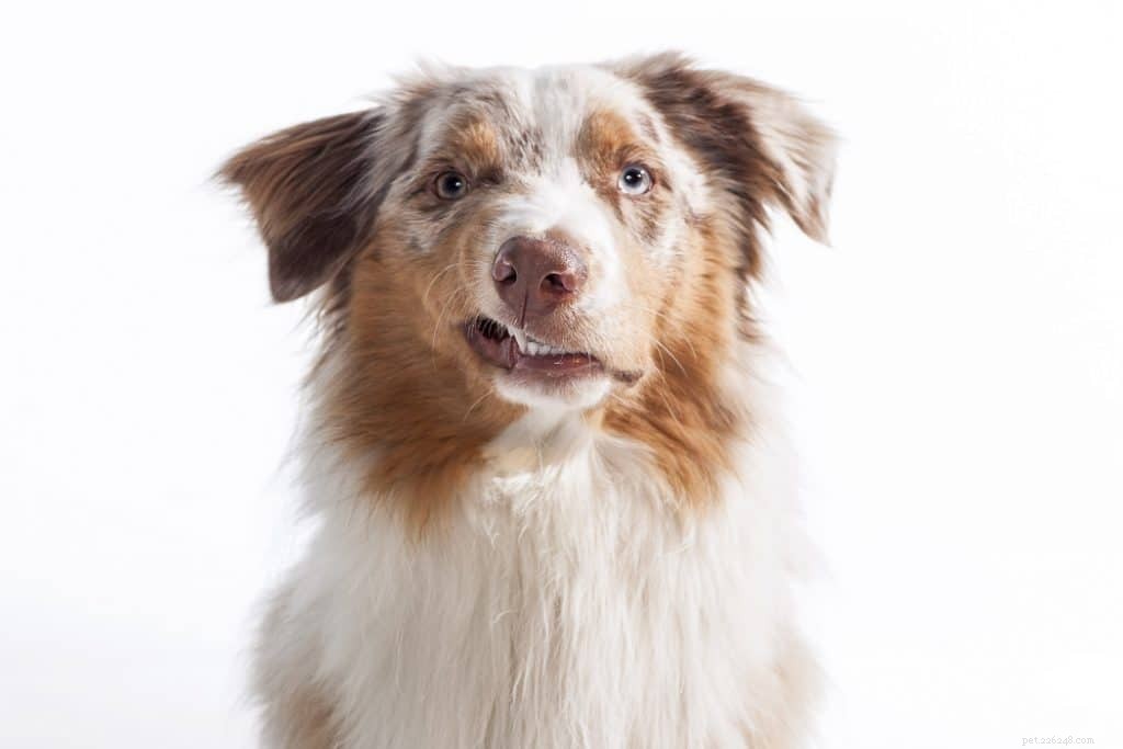 Can Slugs Harm Your Dog? Understanding the Risks & Safety Tips