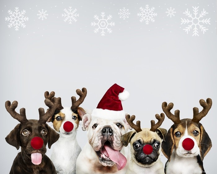 Pet Holiday: The Ultimate Guide to Making the Holidays Stress‑Free for You and Your Furry Friends