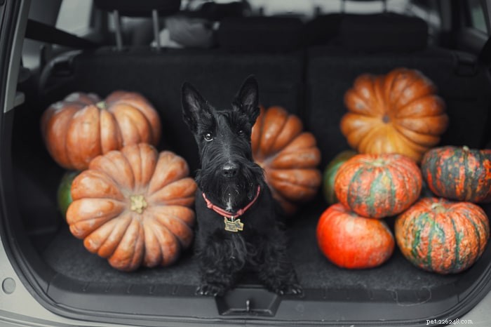 Pet Holiday: The Ultimate Guide to Making the Holidays Stress‑Free for You and Your Furry Friends