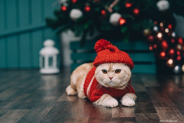 Pet Holiday: The Ultimate Guide to Making the Holidays Stress‑Free for You and Your Furry Friends