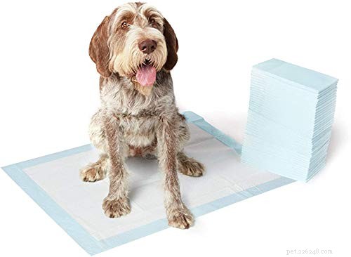 Pet Holiday: The Ultimate Guide to Making the Holidays Stress‑Free for You and Your Furry Friends