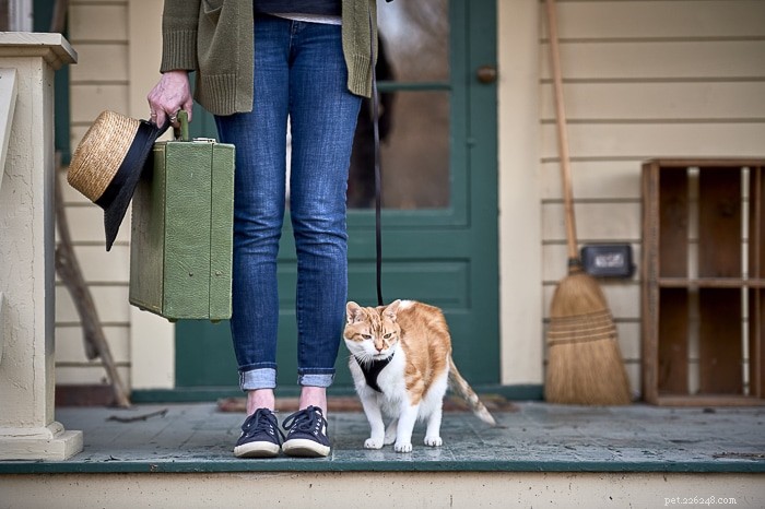 Pet Holiday: The Ultimate Guide to Making the Holidays Stress‑Free for You and Your Furry Friends