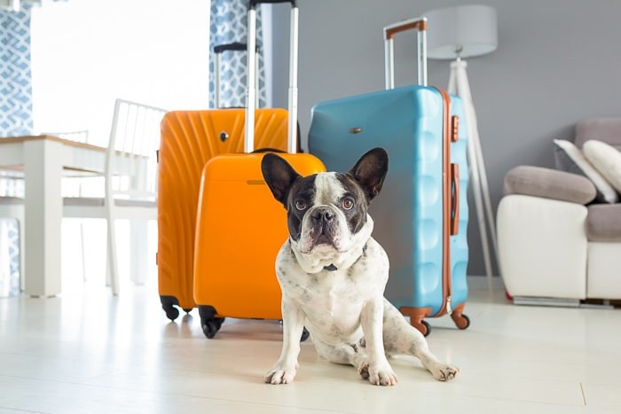 Pet Holiday: The Ultimate Guide to Making the Holidays Stress‑Free for You and Your Furry Friends