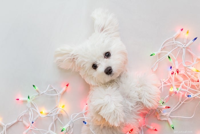 Pet Holiday: The Ultimate Guide to Making the Holidays Stress‑Free for You and Your Furry Friends