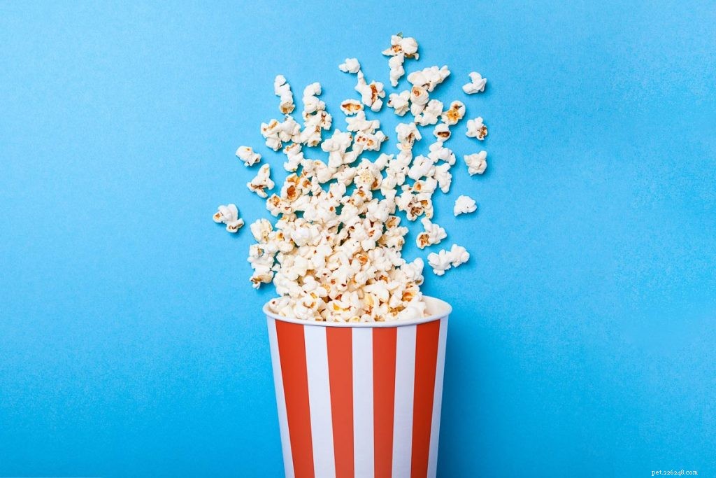 Is Popcorn Safe for Hamsters? Expert Advice on Pet Snacks