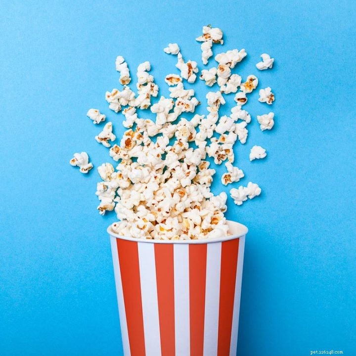 Is Popcorn Safe for Hamsters? Expert Advice on Pet Snacks