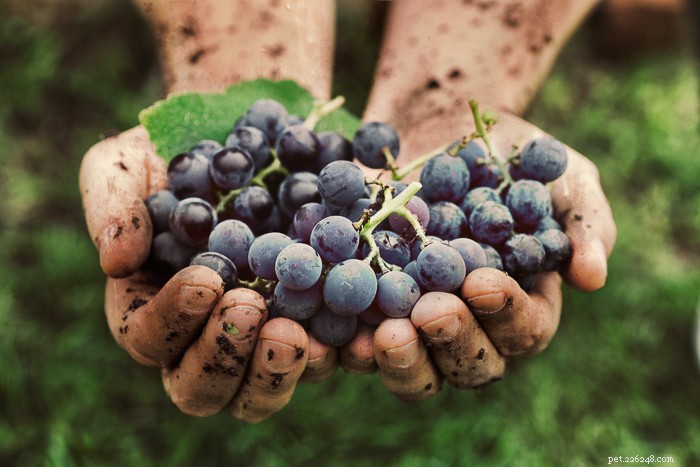 Are Grapes Safe for Hamsters? Nutritional Facts & Feeding Tips