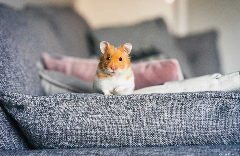 Are Grapes Safe for Hamsters? Nutritional Facts & Feeding Tips