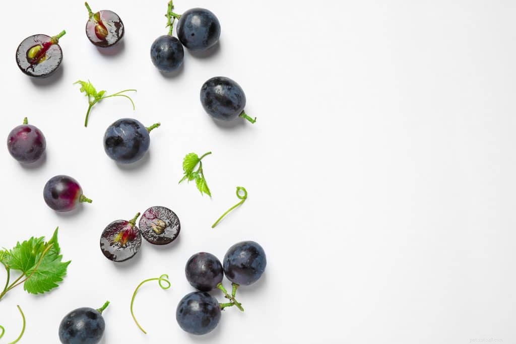 Are Grapes Safe for Hamsters? Nutritional Facts & Feeding Tips