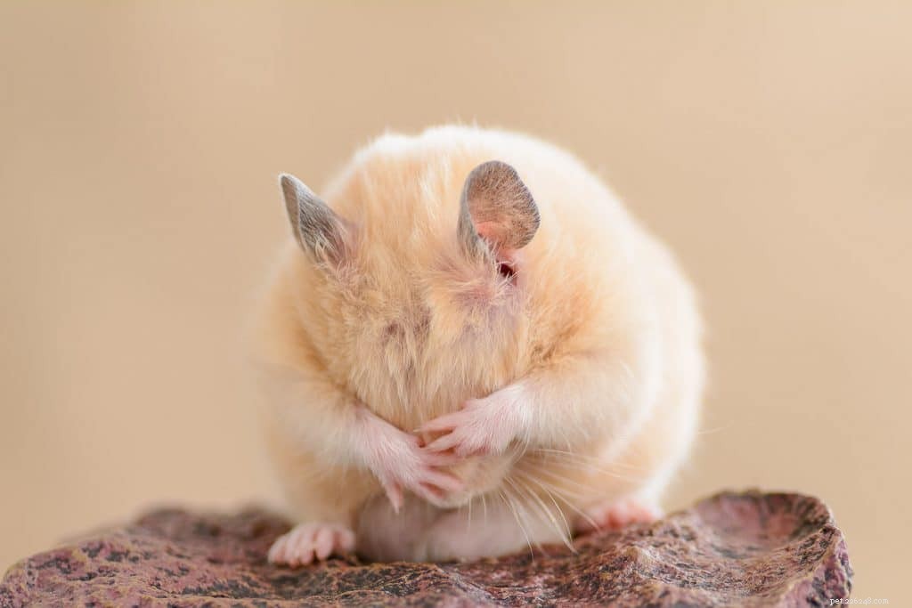 Are Grapes Safe for Hamsters? Nutritional Facts & Feeding Tips
