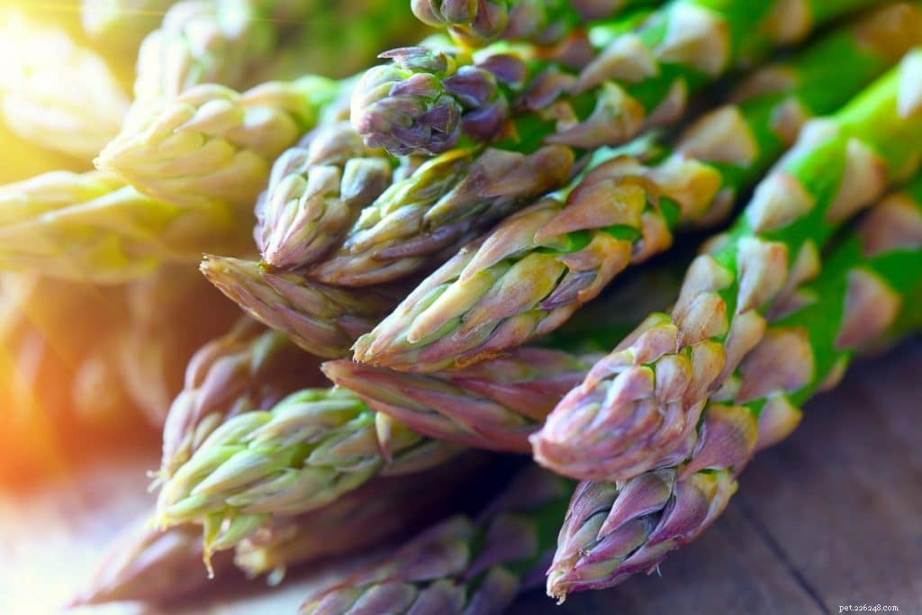 Do Bearded Dragons Eat Asparagus? A Comprehensive Guide