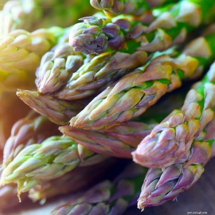 Do Bearded Dragons Eat Asparagus? A Comprehensive Guide