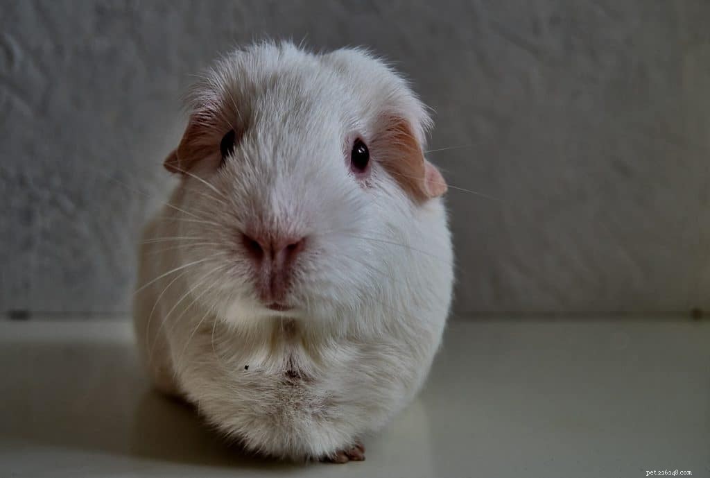 Do Guinea Pigs See in the Dark? Understanding Their Vision
