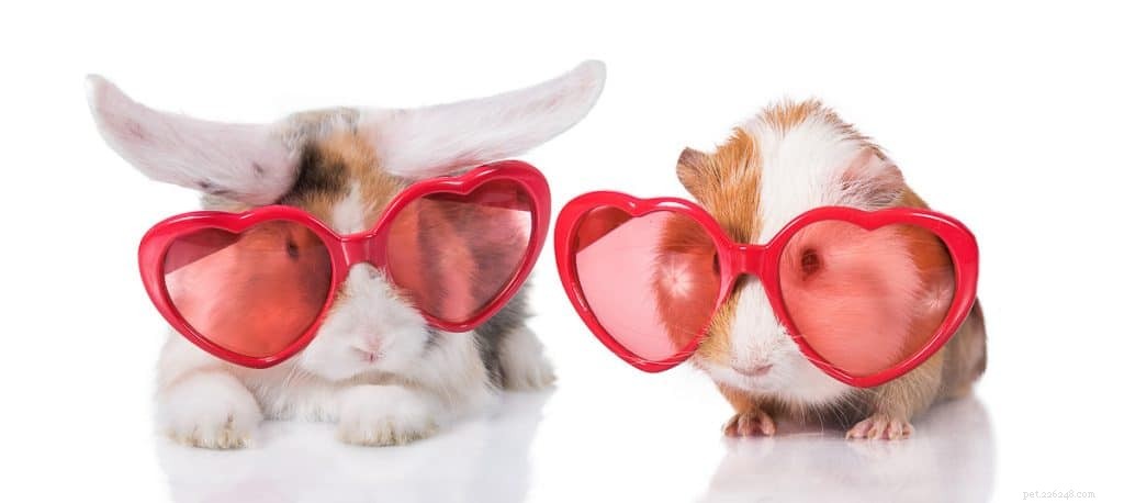 Do Guinea Pigs See in the Dark? Understanding Their Vision