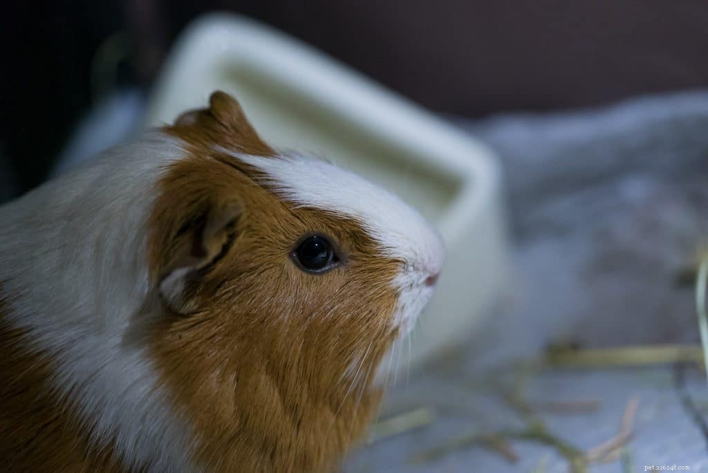 Do Guinea Pigs See in the Dark? Understanding Their Vision