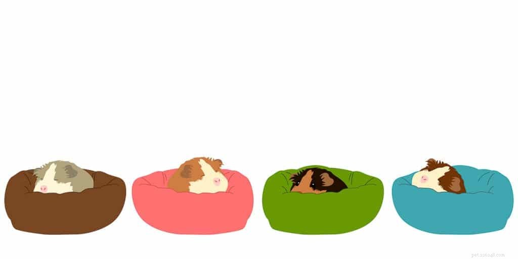 Do Guinea Pigs See in the Dark? Understanding Their Vision