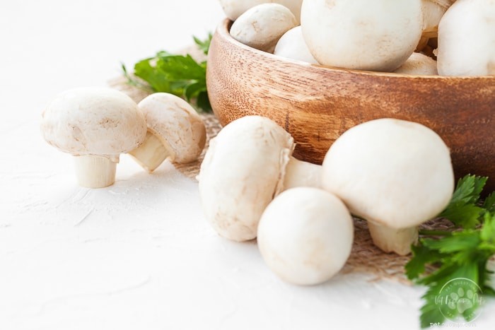 Are Mushrooms Safe for Rabbits? A Vet‑Approved Guide