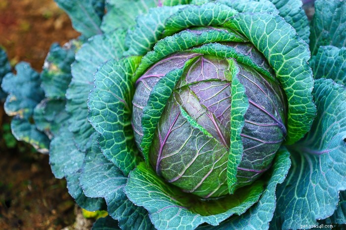 Is Cabbage Safe for Rabbits? A Professional Guide to Feeding