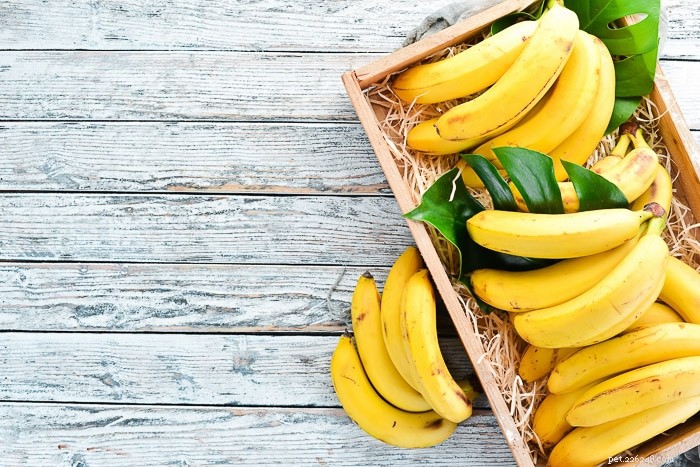 Are Bananas Safe for Rabbits? An Expert Veterinary Guide