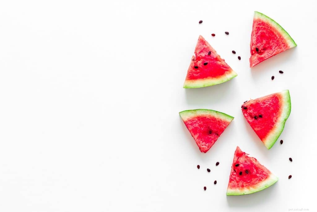 Can Rabbits Safely Eat Watermelon? Expert Advice & Feeding Guidelines