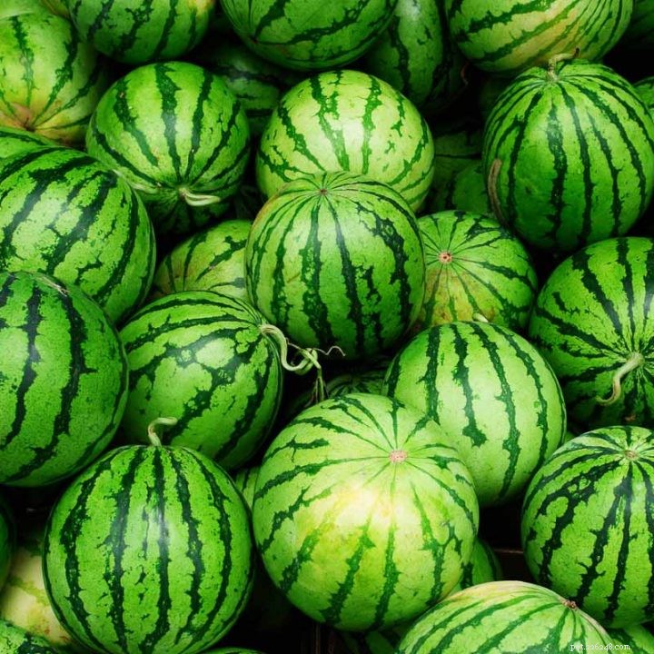 Can Rabbits Safely Eat Watermelon? Expert Advice & Feeding Guidelines