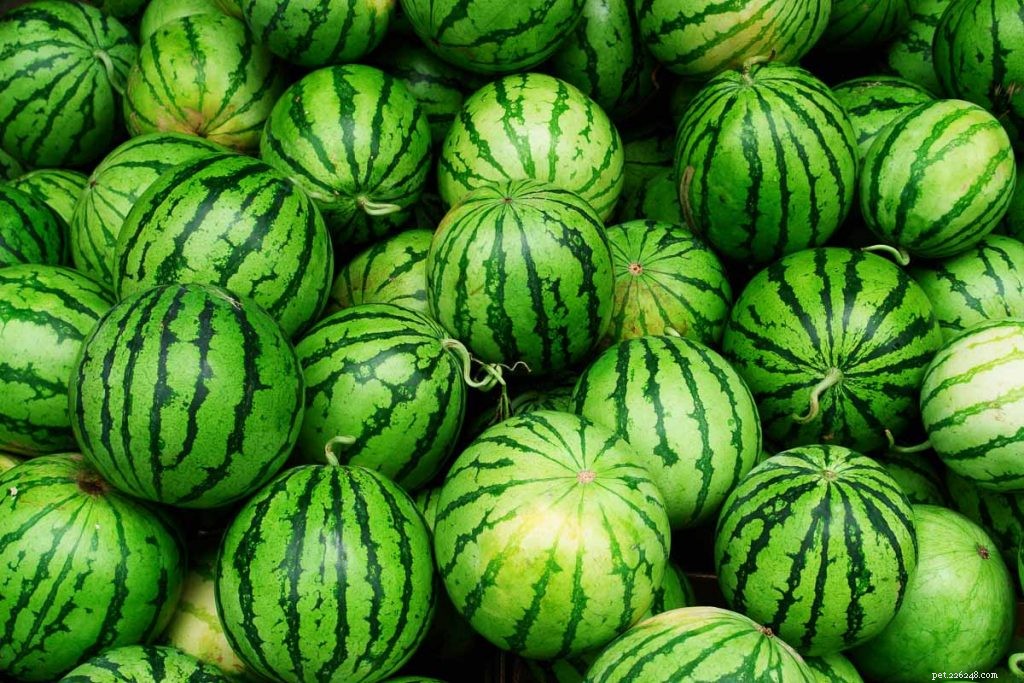 Can Hamsters Safely Consume Watermelon? Veterinary Insights