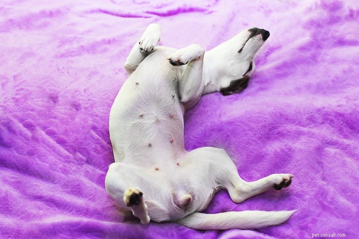 Why Dogs Scratch Their Beds: Signs, Causes, and How to Help