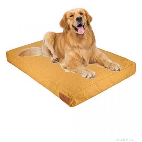 Why Dogs Scratch Their Beds: Signs, Causes, and How to Help
