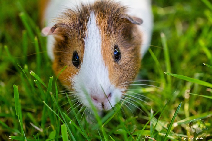 Radishes and Guinea Pigs: Safe, Nutritious, and How to Serve