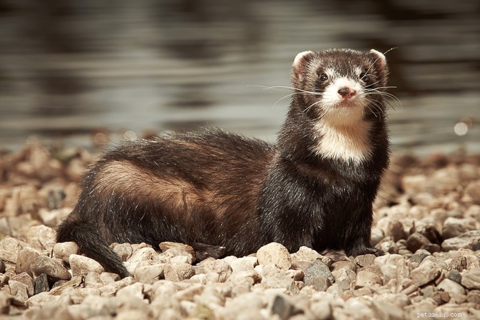 Do Ferrets Emit Odors? Understanding Their Scent
