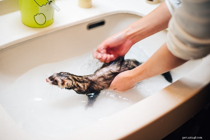 Do Ferrets Emit Odors? Understanding Their Scent