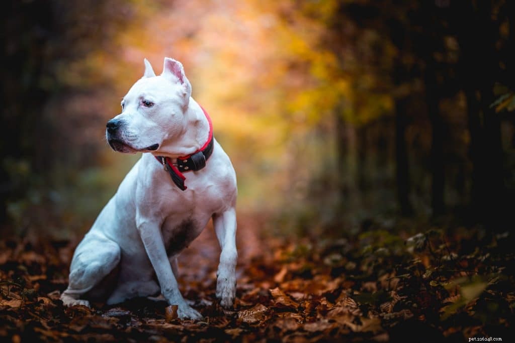 Pitbull Lifespan: What to Expect and How to Extend It