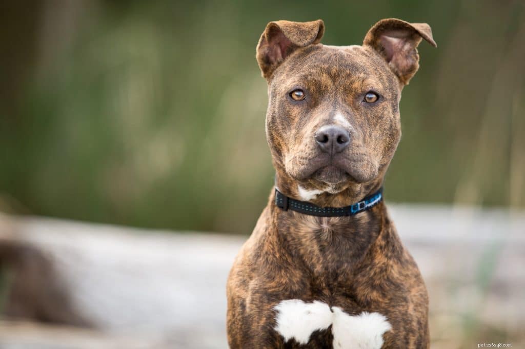 Pitbull Lifespan: What to Expect and How to Extend It